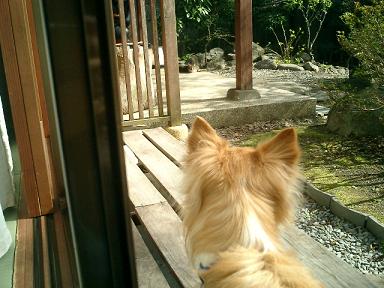 猫だ!