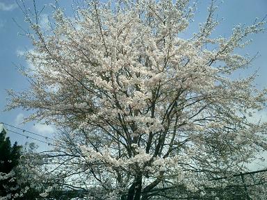 桜満開