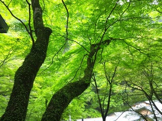 110605_120023_R