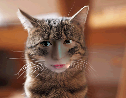 people_cat