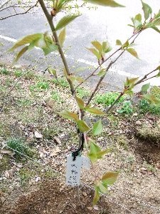 DSCF0125