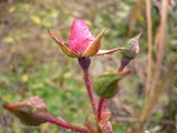 雨に負けぬ花