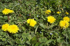 DSC04420