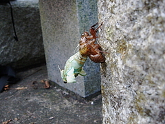 姉吉キャンプ
