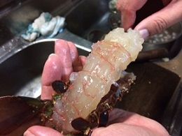 伊勢エビ 身を出す