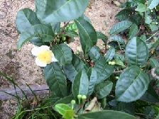 2茶の花