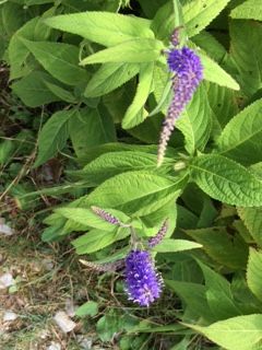 伊吹山 るり虎の尾