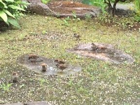 1スズメ