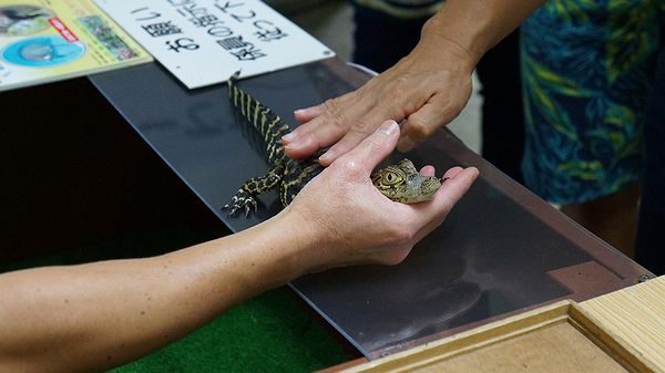 ワニににらまれる