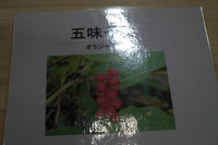 IMGP3040