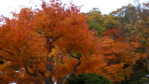 夕張の紅葉