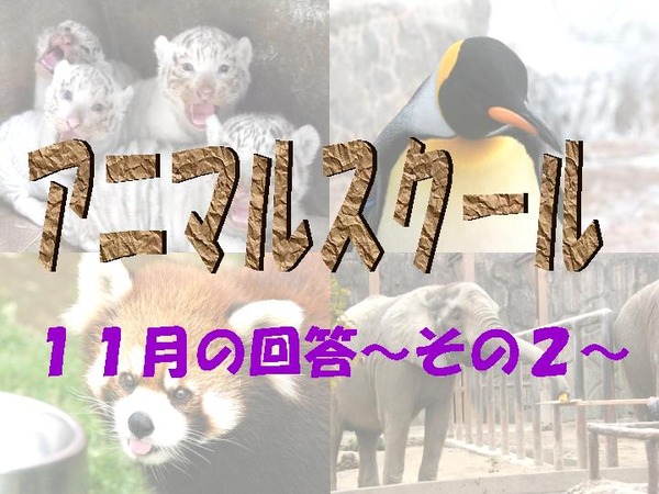 ¥¢¥Ë¥Þ¥ë¥¹¥¯¡¼¥ë¡¡£±£±¤Î£²