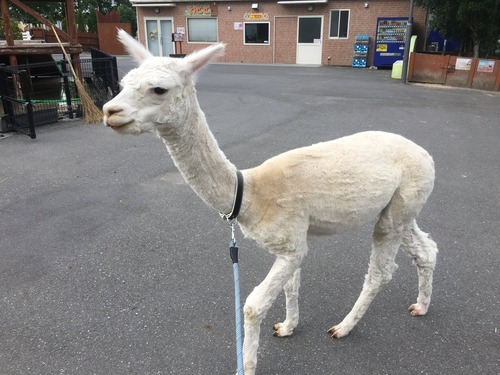 ★アルパカファミリー★ 41a481a6-s.jpg