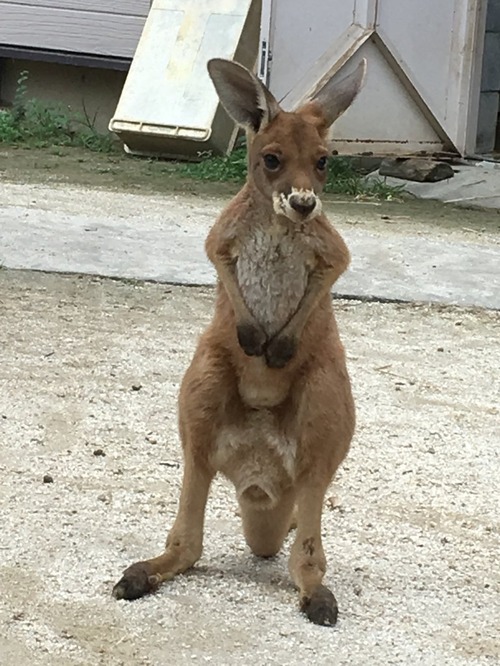 カンガルーの赤ちゃん紹介 : 動物園の一日