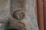 ニホンリス
