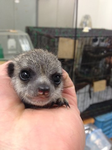 おもち