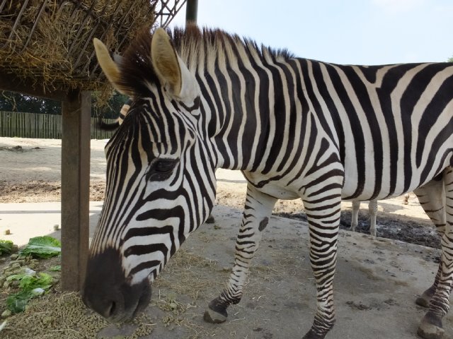 シマウマ1