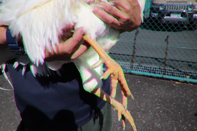 アンドレア