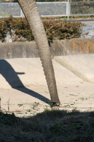 手の様