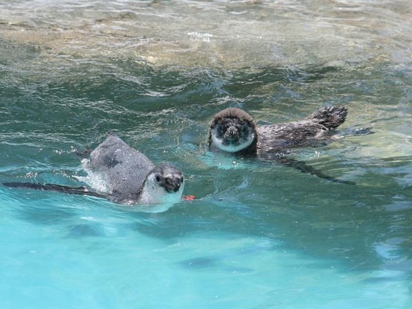 ペンギン