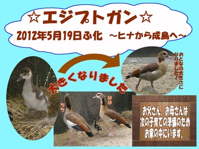 エジプトガン成長