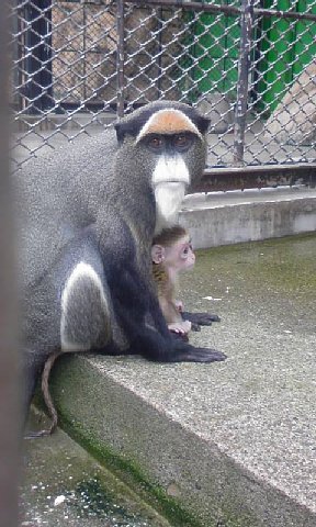 ブラッザ