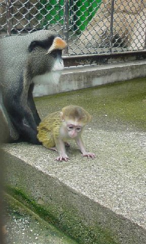 ブラッザ2