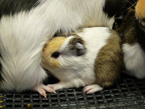 モルモット