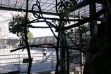 新木