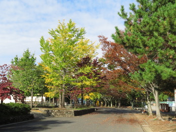 2018.11.7紅葉(ラクダ前)