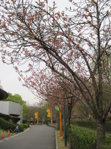 H23.4.15 八重桜3