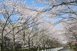 桜満開です