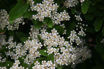 ピラカンザスの花