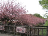 H23.4.18 八重桜
