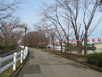 29サクラ(東ゲート)