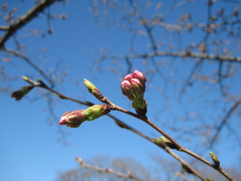 24桜(つぼみ)