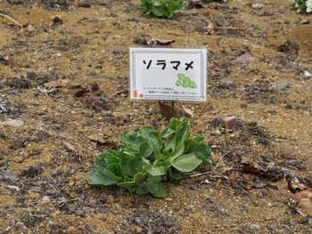 25ソラマメ