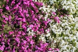 芝桜近景