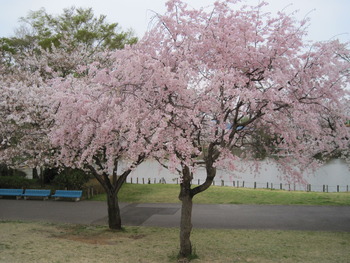 H23.4.15 枝垂桜