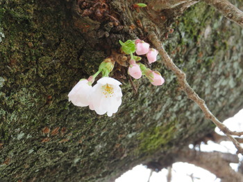 23開花2(基準木)