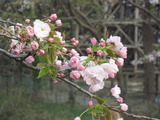 H23.4.15 八重桜1