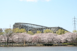 桜と木製コースター「レジーナ」