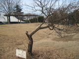 H23.1.15梅(遠景)