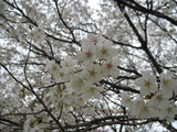 H23.4.18 サクラ