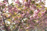 八重桜近景