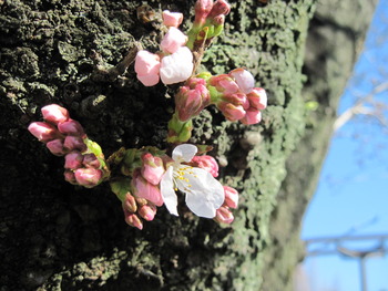 24桜