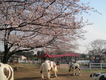 30桜(ハートフルファーム)