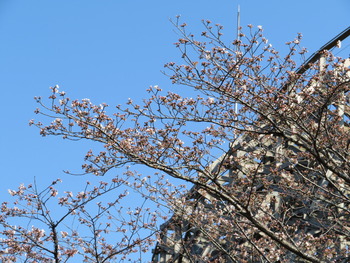 25桜(レジーナ)