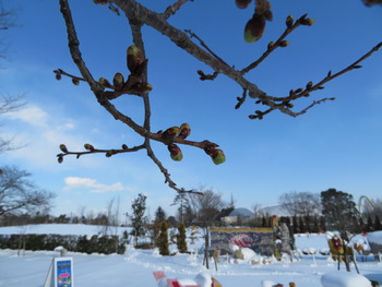 23河津桜