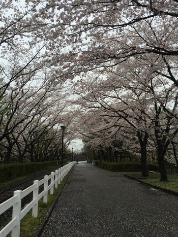 7桜2